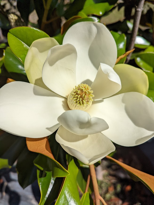 Southern-Magnolia-Flower