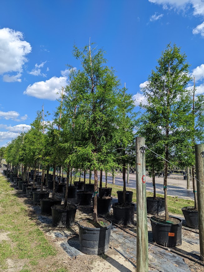 Taxodium-distichum-Bald-Cypress-1