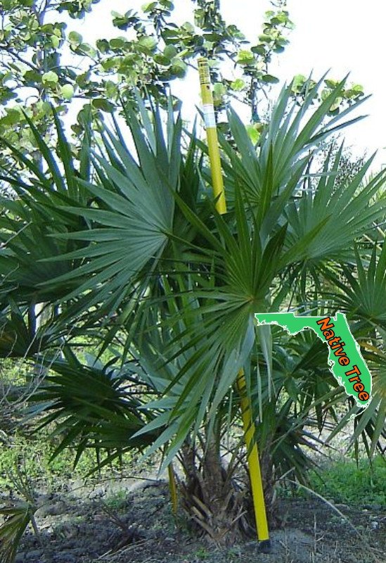 Thatch-Palm-Sanibel-Native