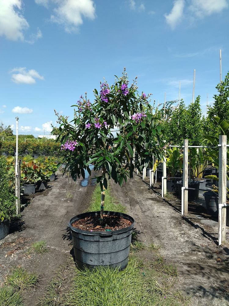 Tibouchina-granulosa-Purple-Glory-Tree