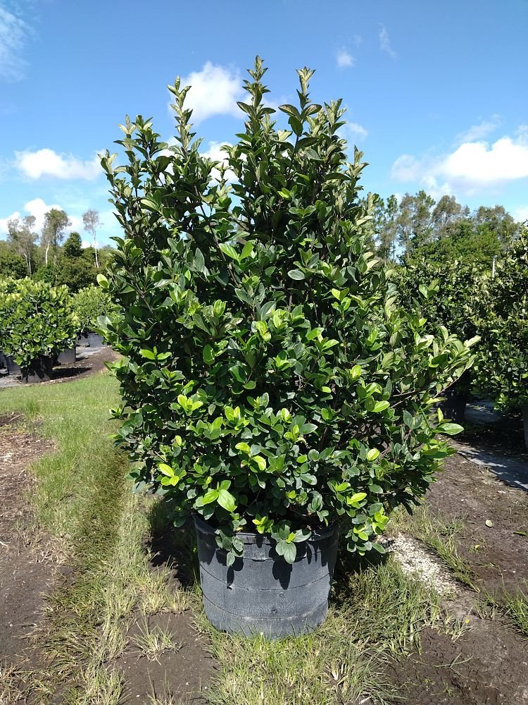 Viburnum-suspensum-Sandankwa-Viburnum