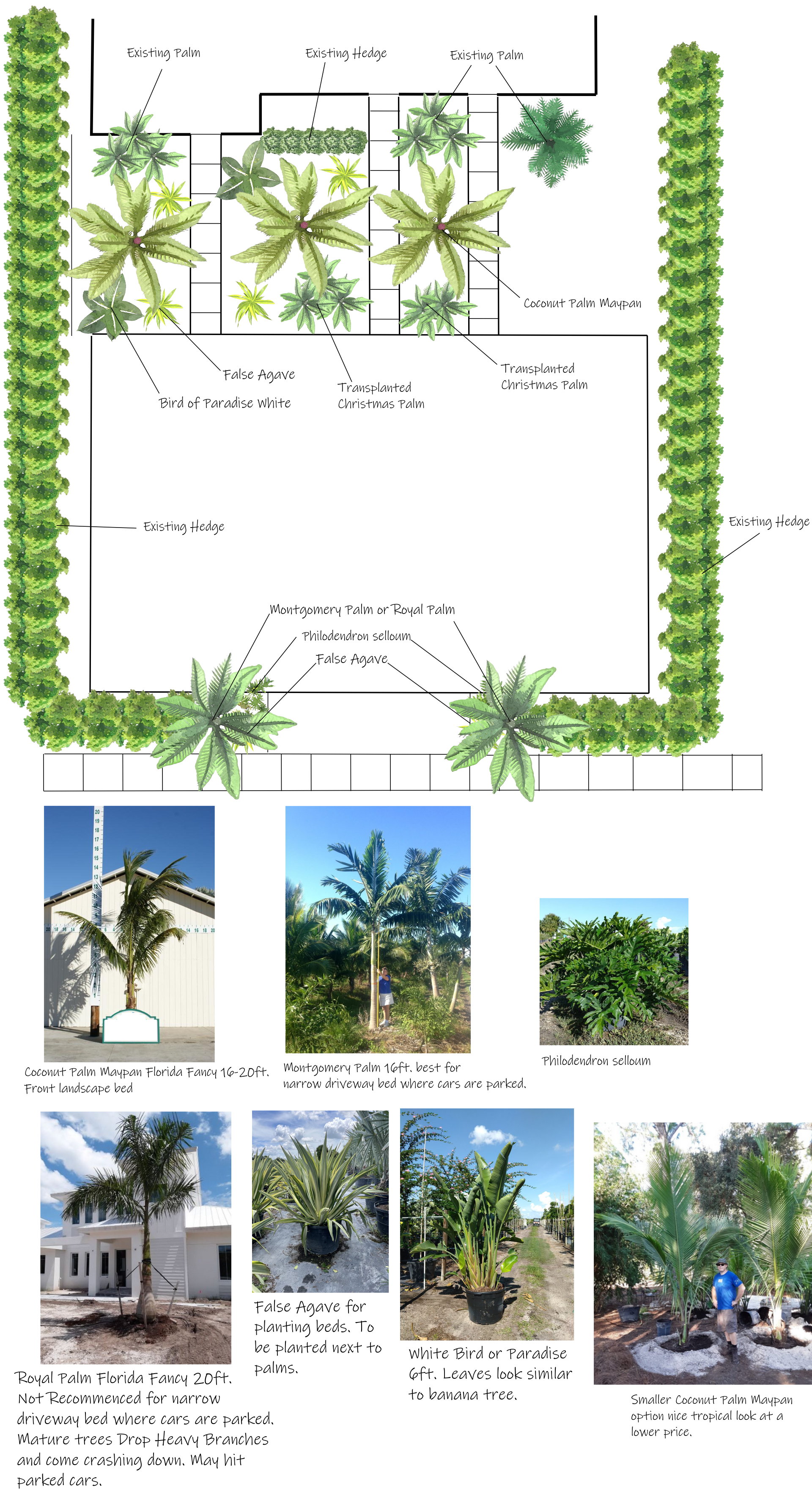 Tommy Bahama tropical planting design