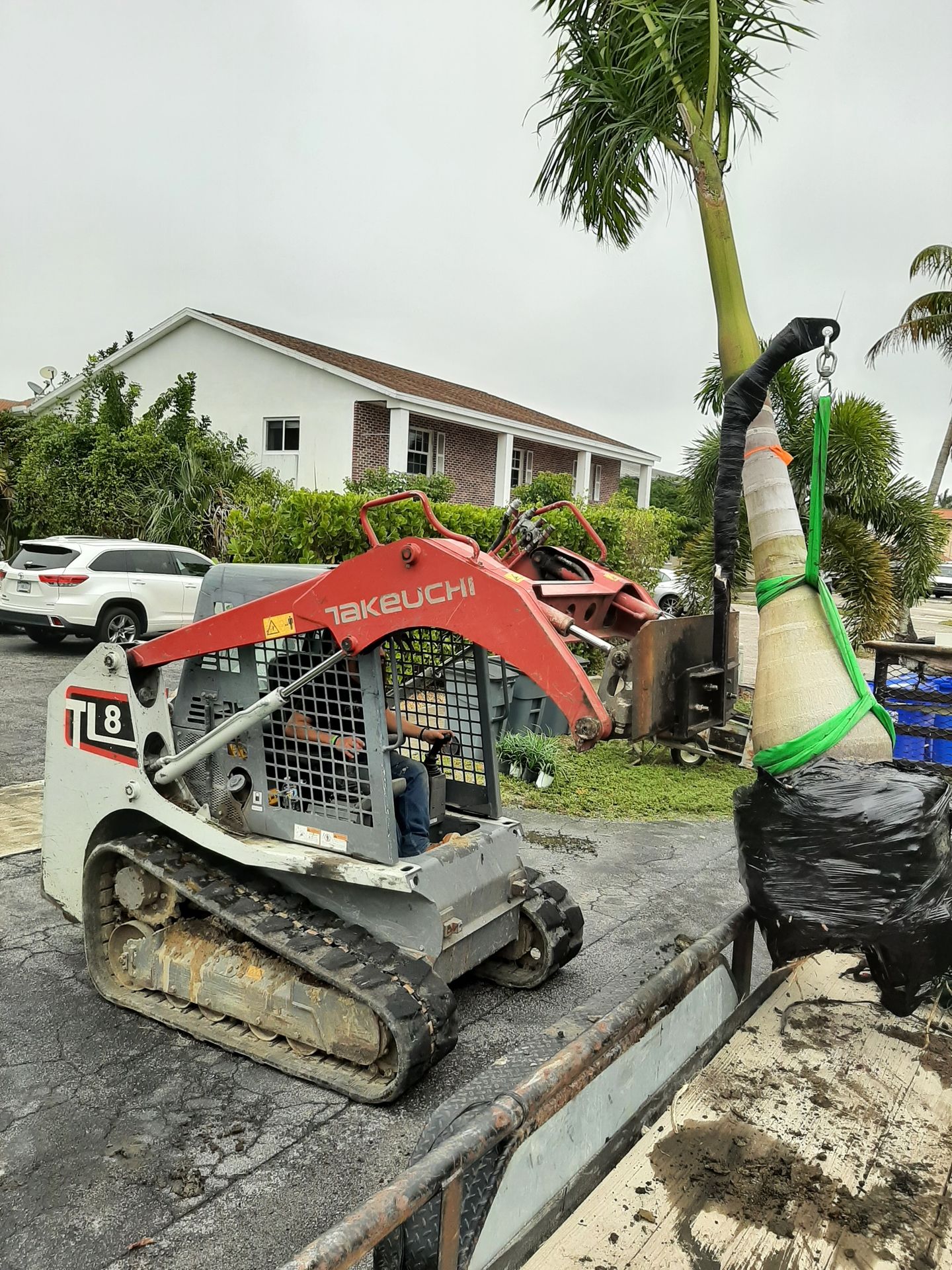 royal palm tree planting service