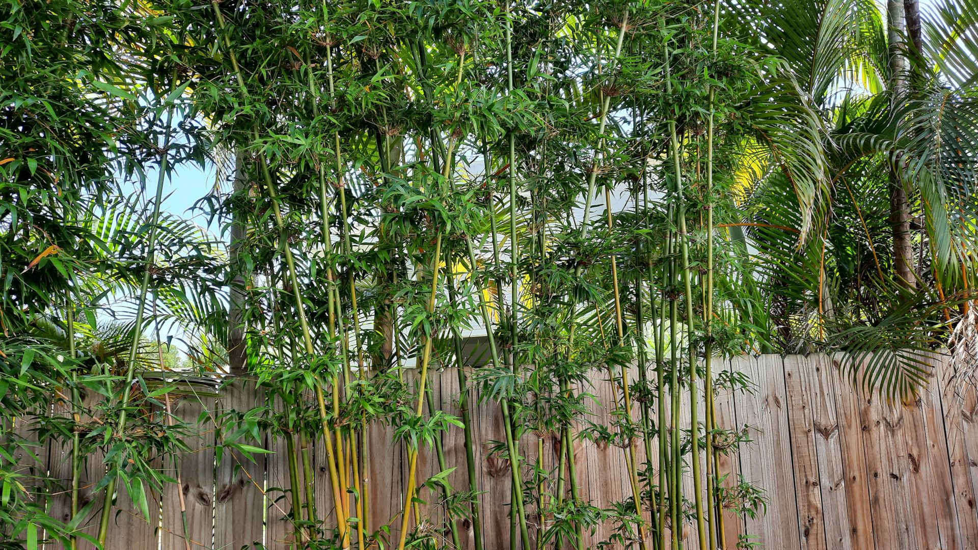 using bamboo as privacy screening