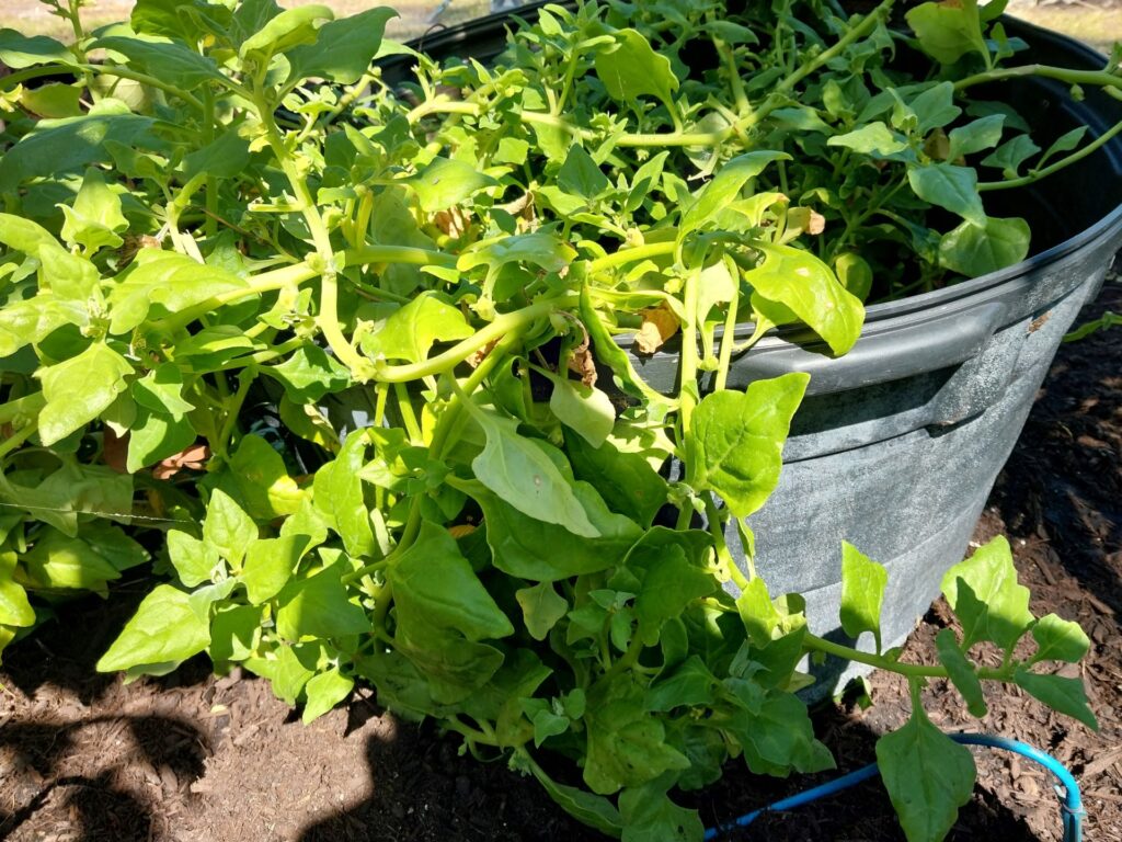 Abundance of New Zealand Spinach Organic Garden