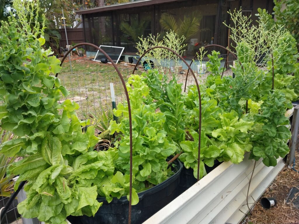 Bolting Lettuce in South Florida