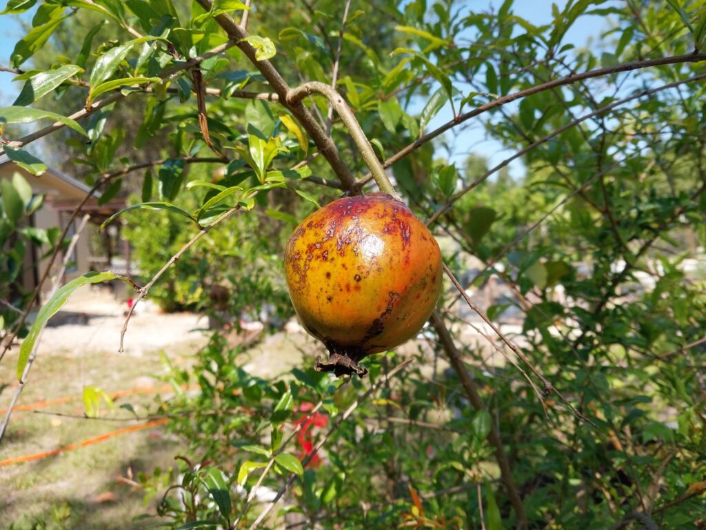 Florida Pomegranate in my Food Forest