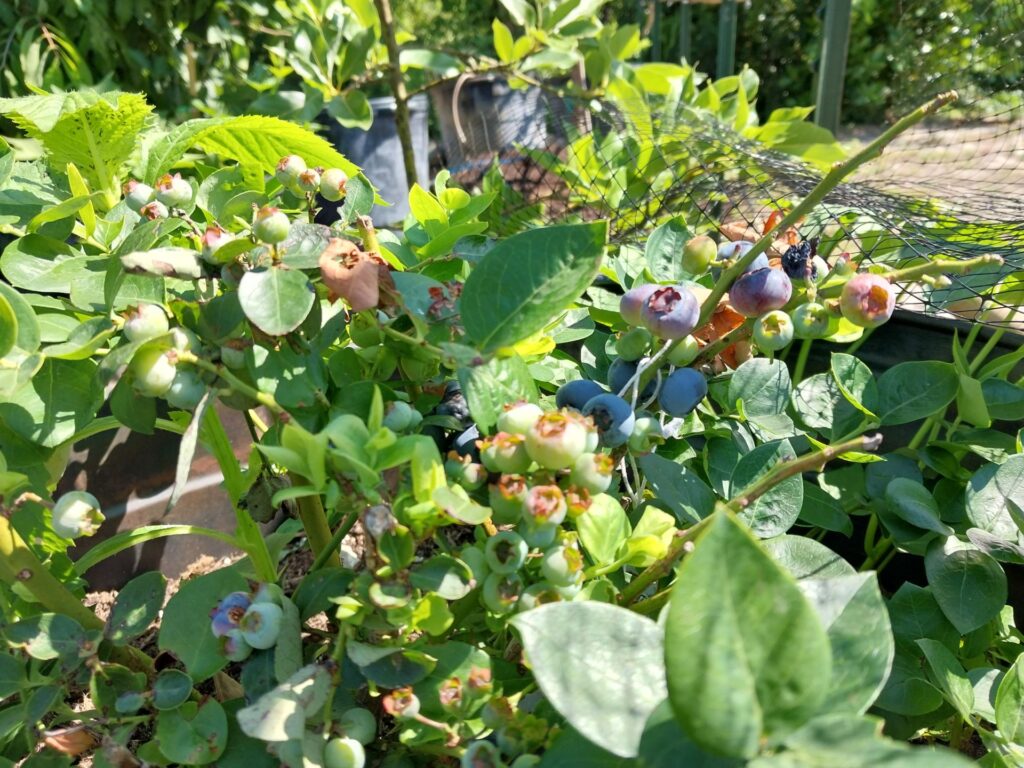 Growing Florida Blueberries