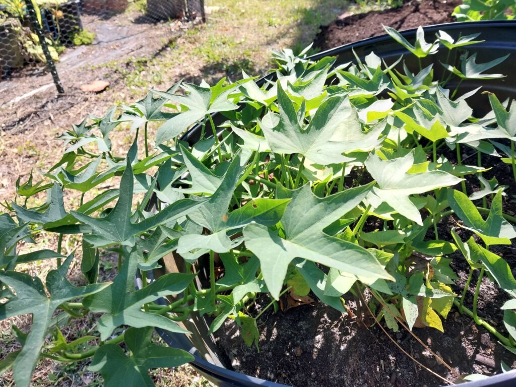 Growing Sweet Potato in Containers