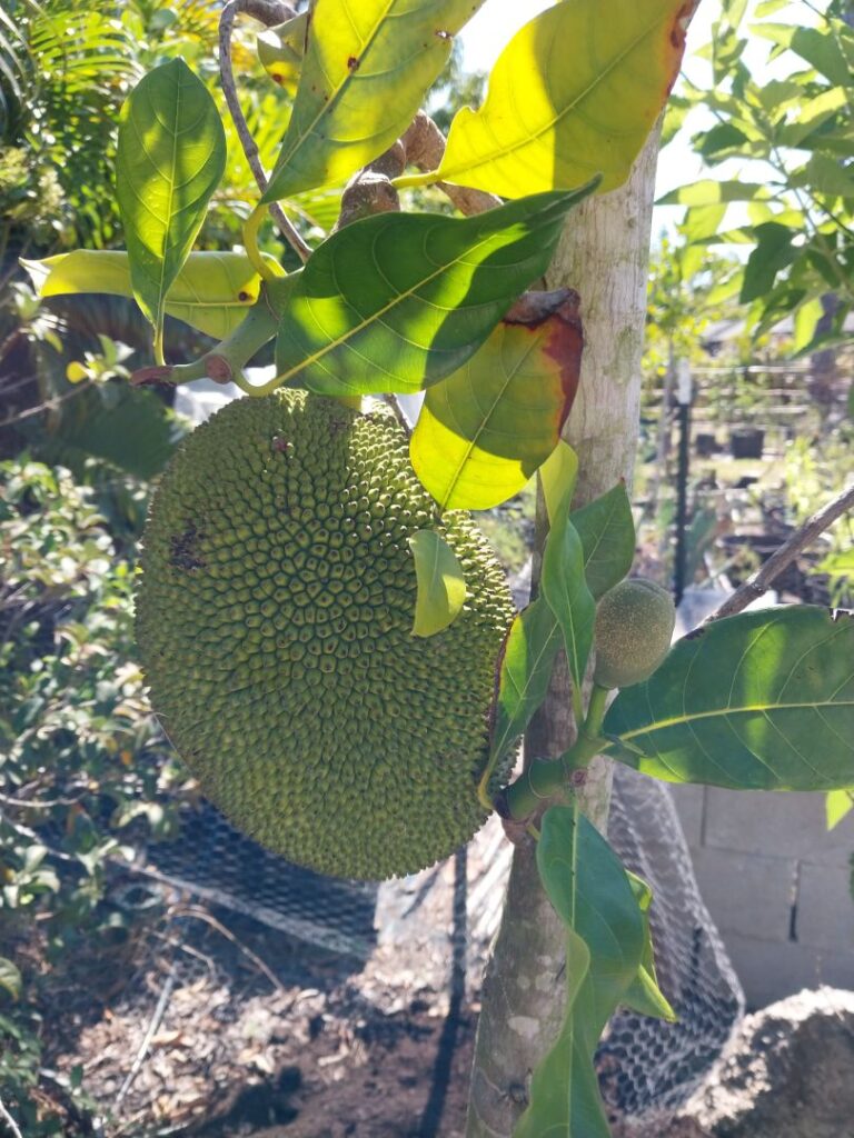 Jack Fruit developing