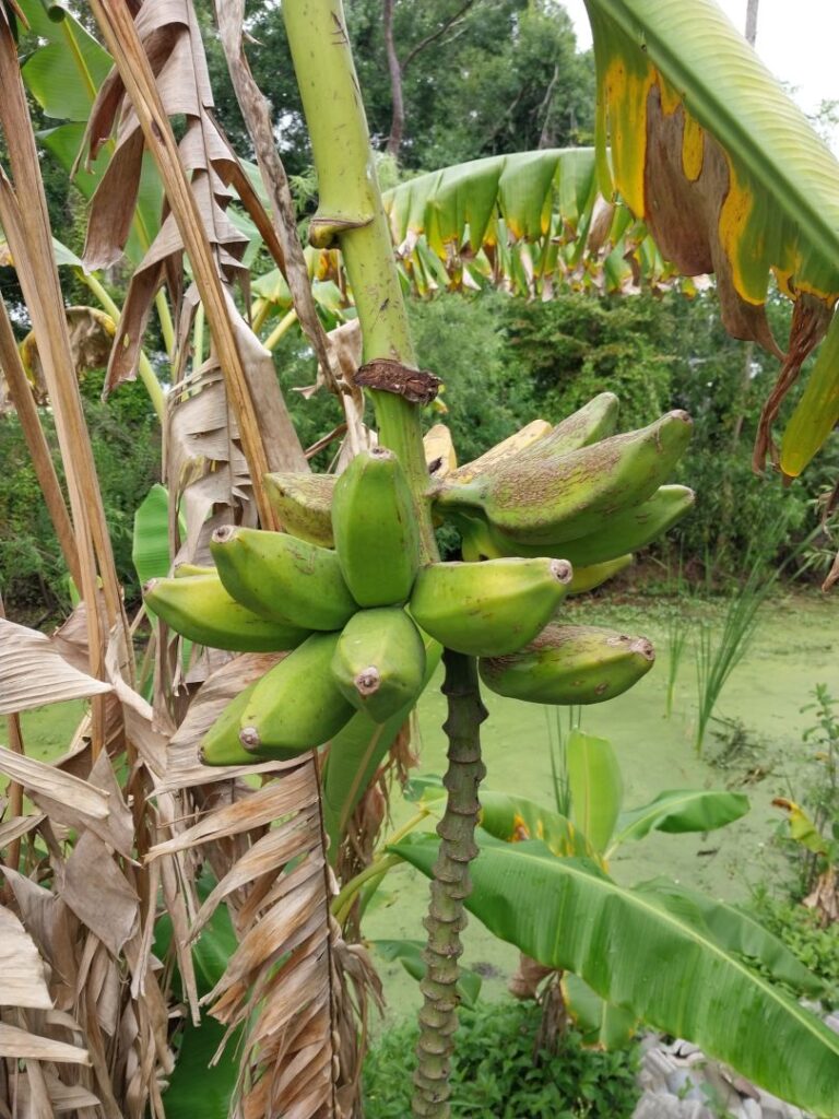 Naples Fruit Forest Swamp Banana