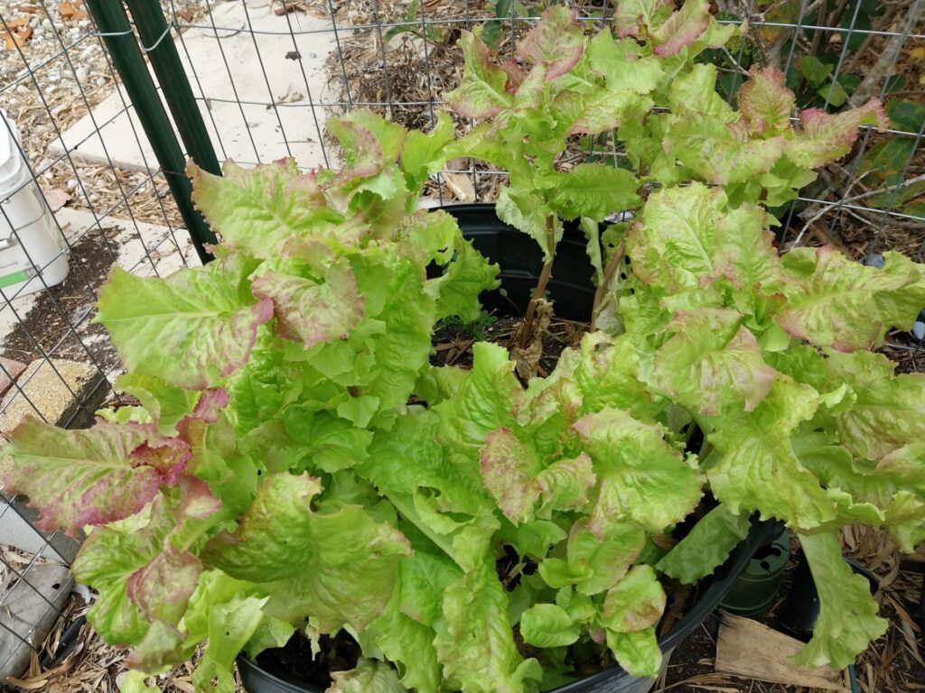 Naples winter lettuce
