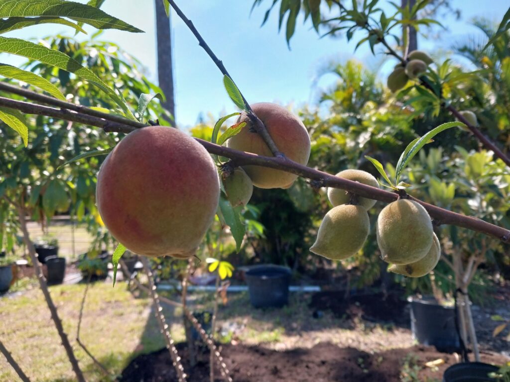 South Florida Peaches