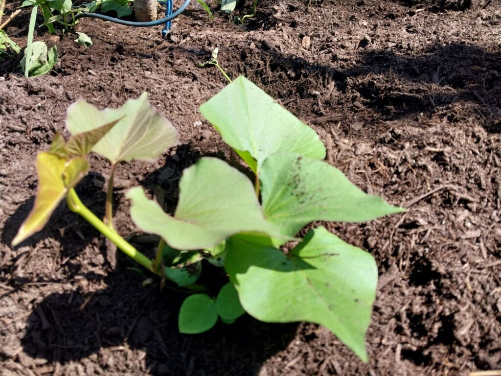 Sweet Potato Start as ground cover in food forest