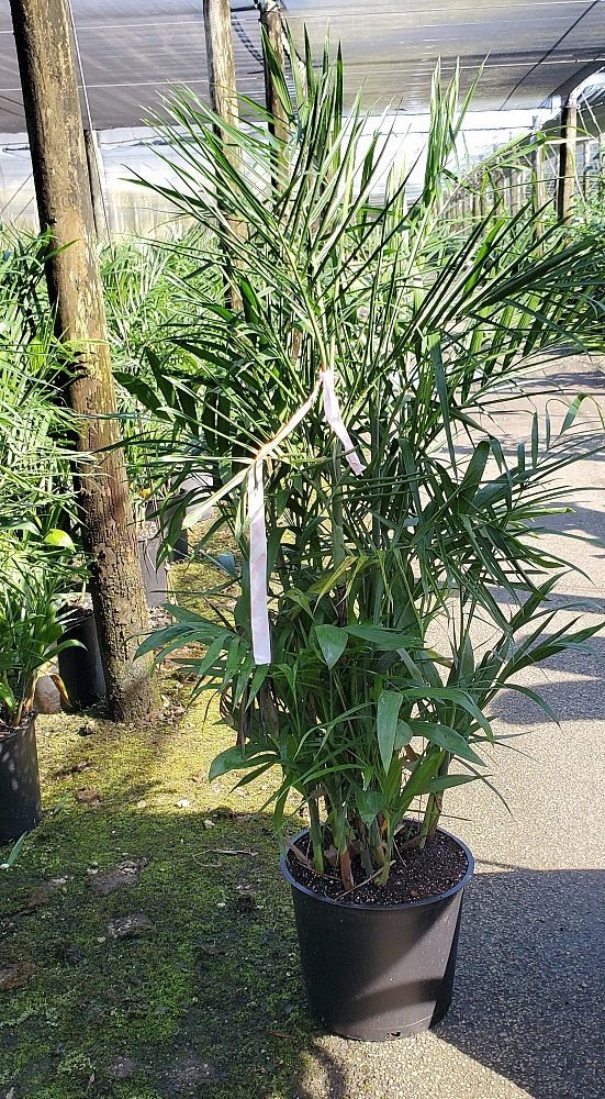 Chamaedorea seifrizii Bamboo Palm - Naples Garden Landscaping