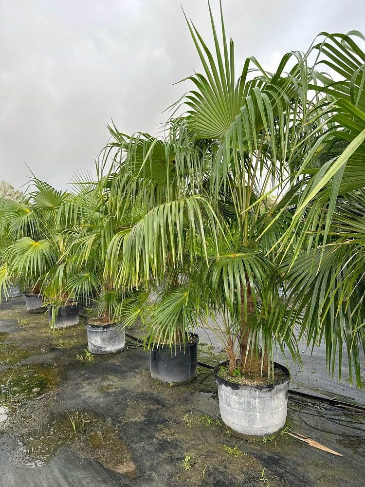 Coccothrinax alta Silver Palm - Naples Garden Landscaping LLC