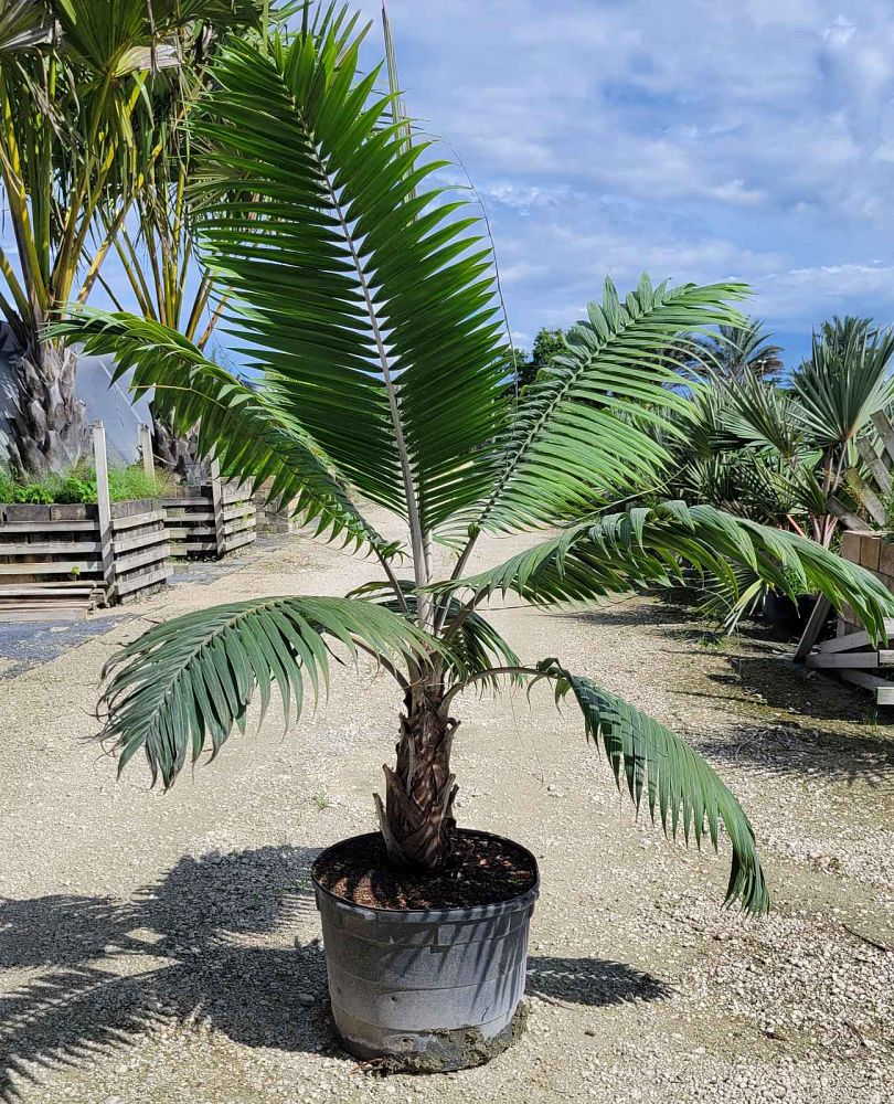 Dictyosperma album conjugatum Hurricane Palm