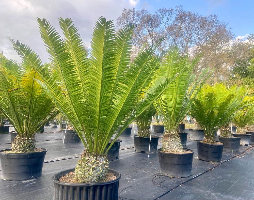 Encephalartos kisambo Palm