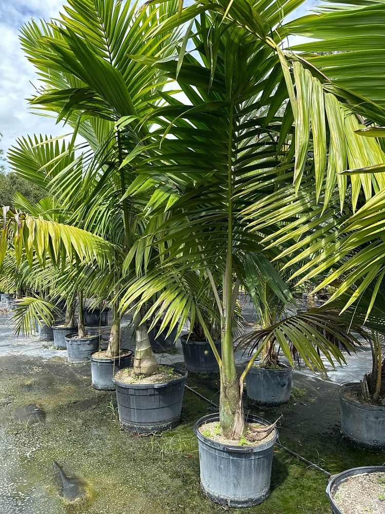 Kentiopsis oliviformis Palm