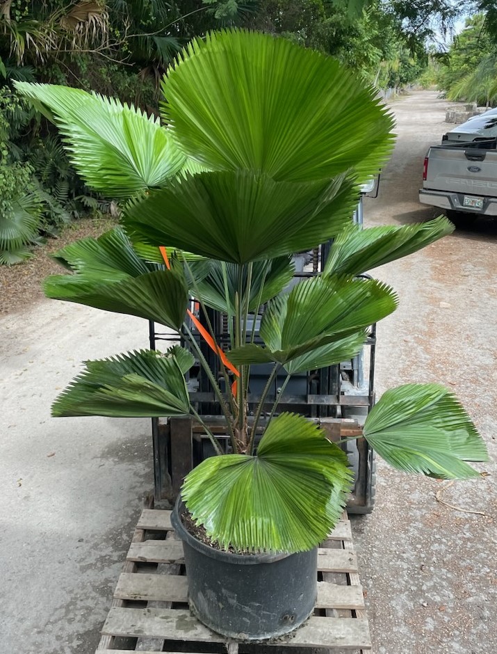 Licuala grandis Vanuatu Fan Palm