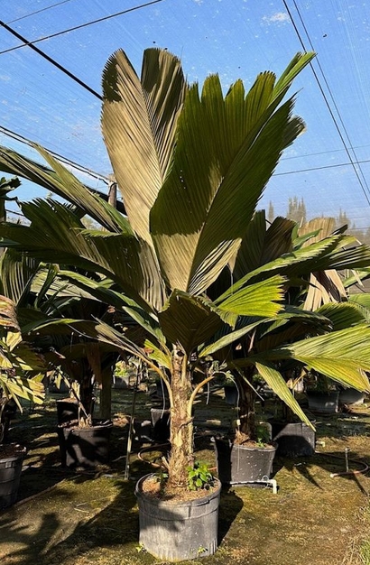 Pelagodoxa mesocarpa Palm
