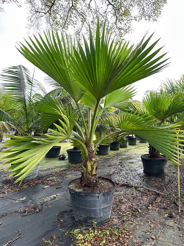 Pritchardia hillebrandii Palm
