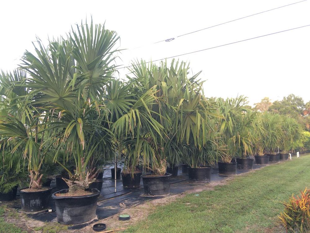 Sabal mauritiiformis Savannah Palm