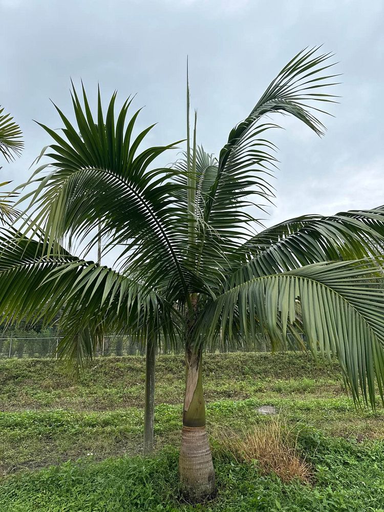 Satakentia liukiuensis Satakentia Palm
