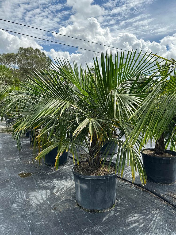 Syagrus schizophylla Arikury Parrot Palm