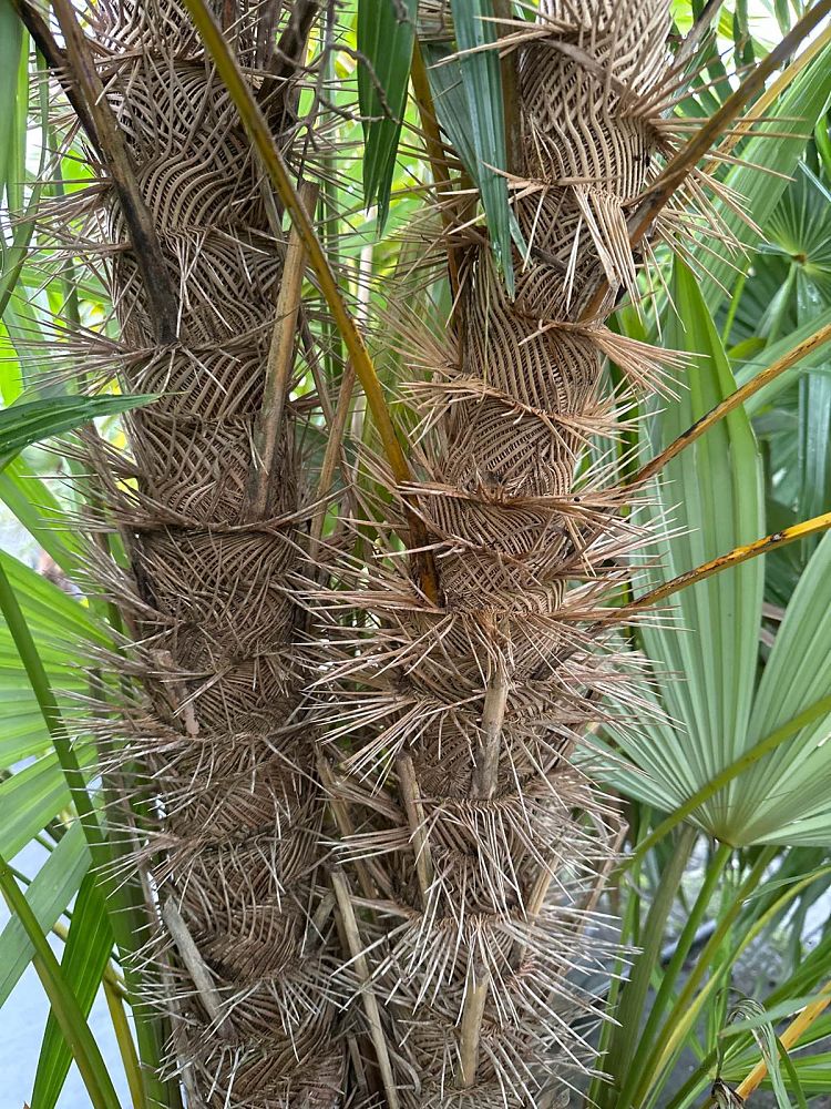 Zombia antillarum Zombi Palm