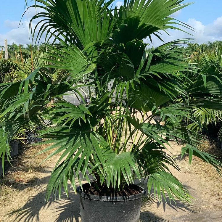 25 Gallon Chinese Fan Palm Install Pricing