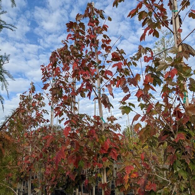 Acer-rubrum-Florida-Flame-Red-Maple