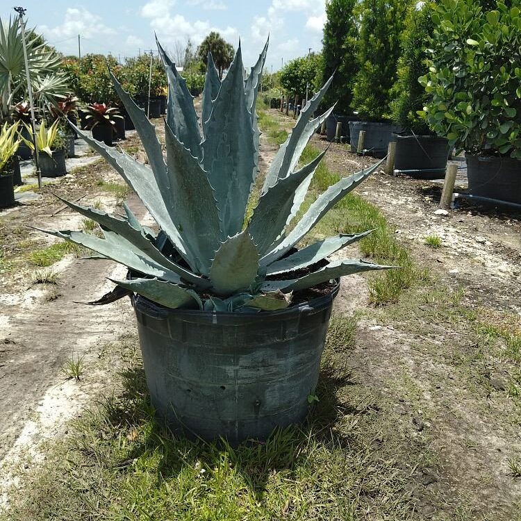 Agave-Gainesville-Blue
