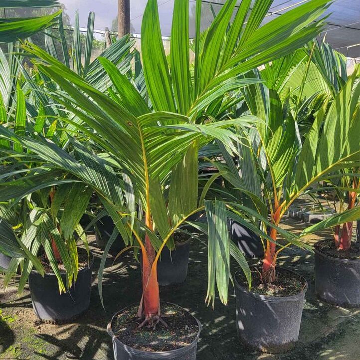 Areca vestiaria Pinang Merah Orange Crownshaft Palm