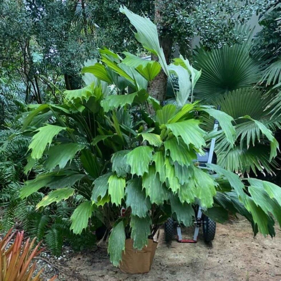 Arenga hookeriana Hooker's Sugar Palm