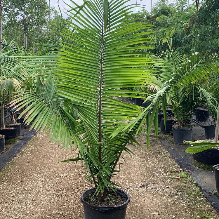 Attalea American Oil Palm