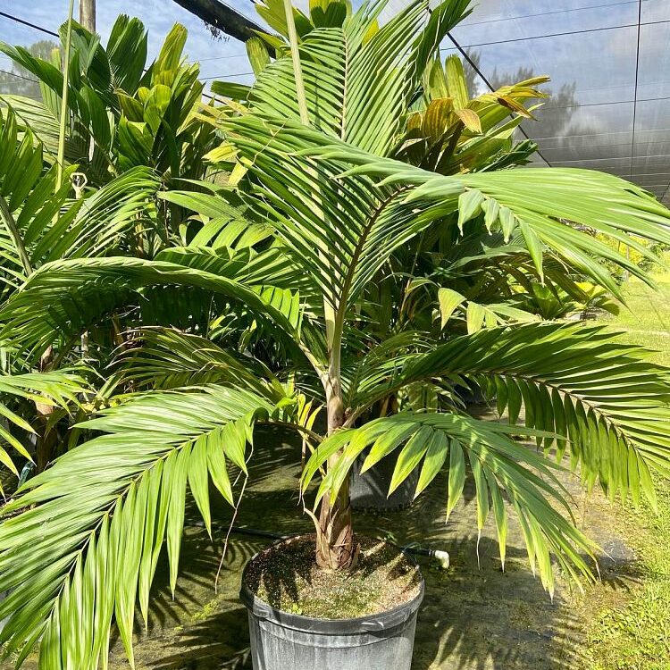 Burretiokentia hapala palm