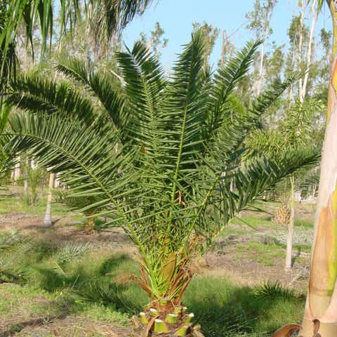 Canary Island Pineapple Palm Install Price