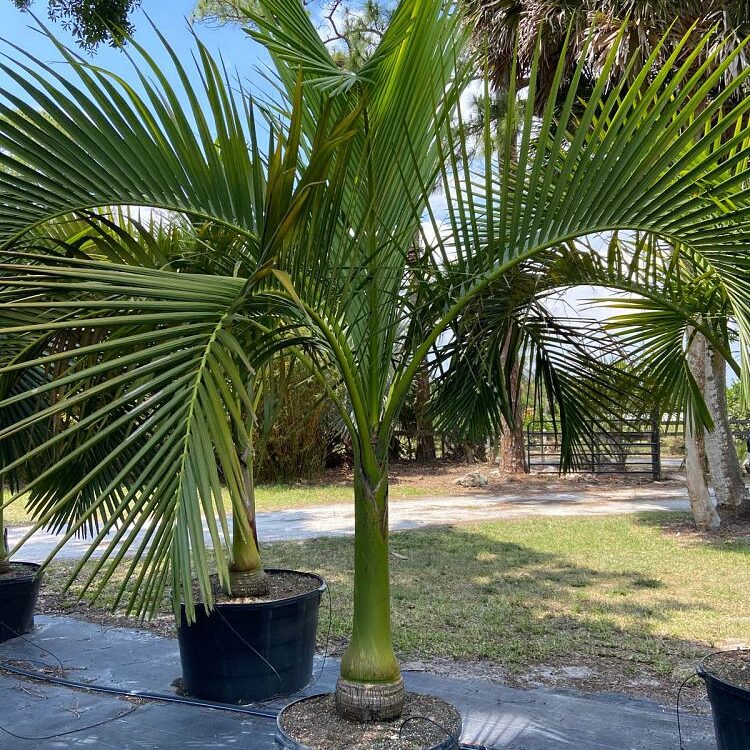 Carpoxylon macrospermum Elegant Palm