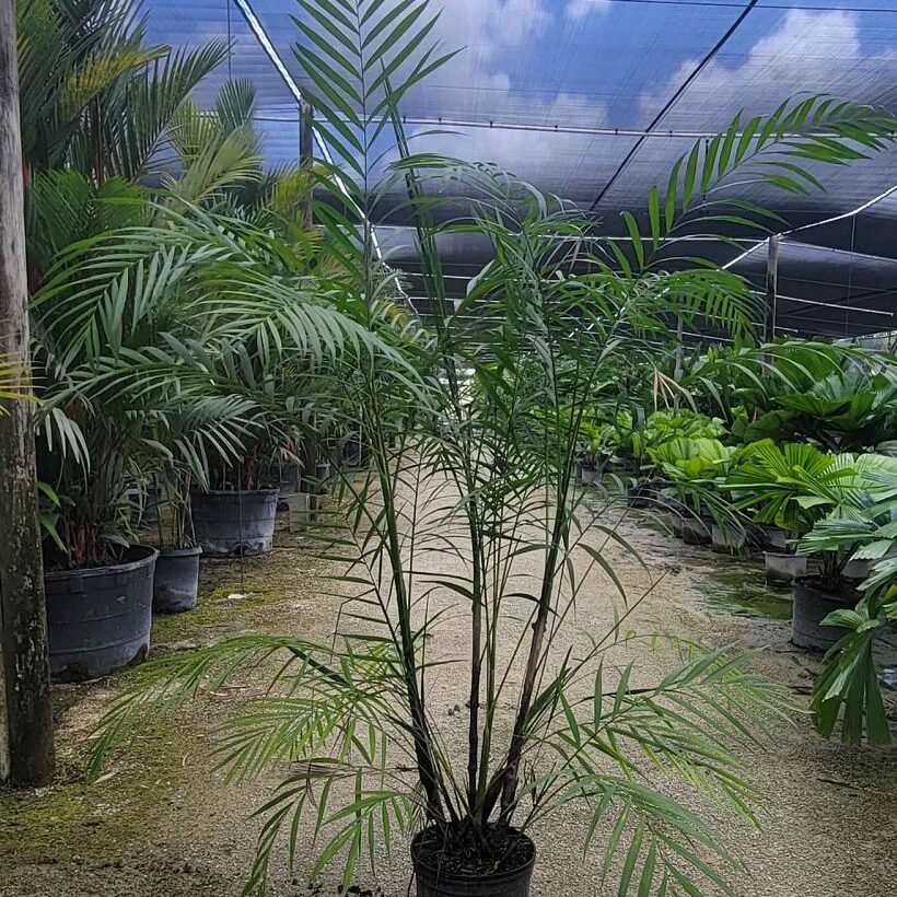 Chamaedorea hooperiana Maya Palm