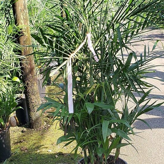 Chamaedorea seifrizii Bamboo Palm