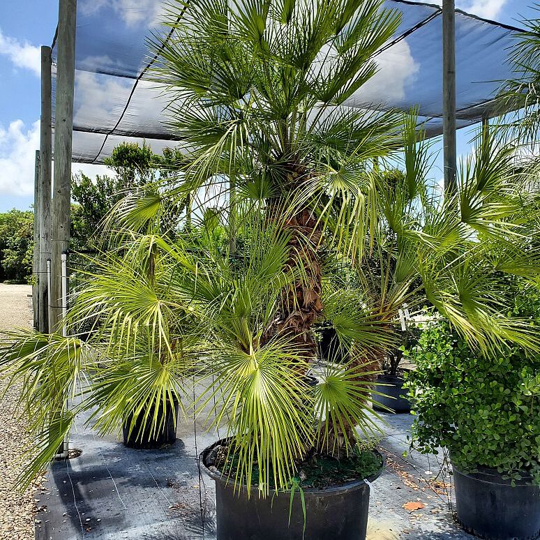 Chamaerops humilis Mediterranean Fan Palm