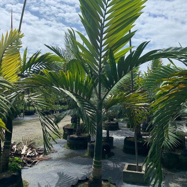 Chambeyronia macrocarpa Red Feather Palm