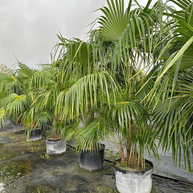 Coccothrinax alta Silver Palm