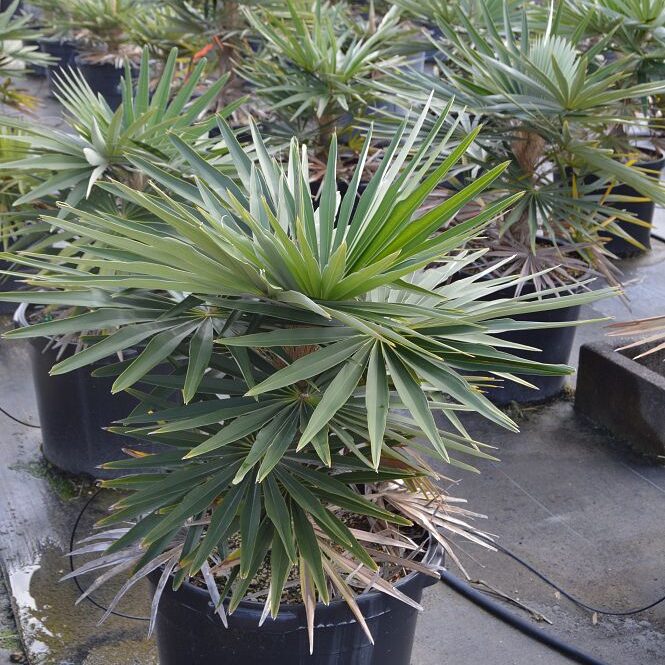 Coccothrinax borhidiana Palm