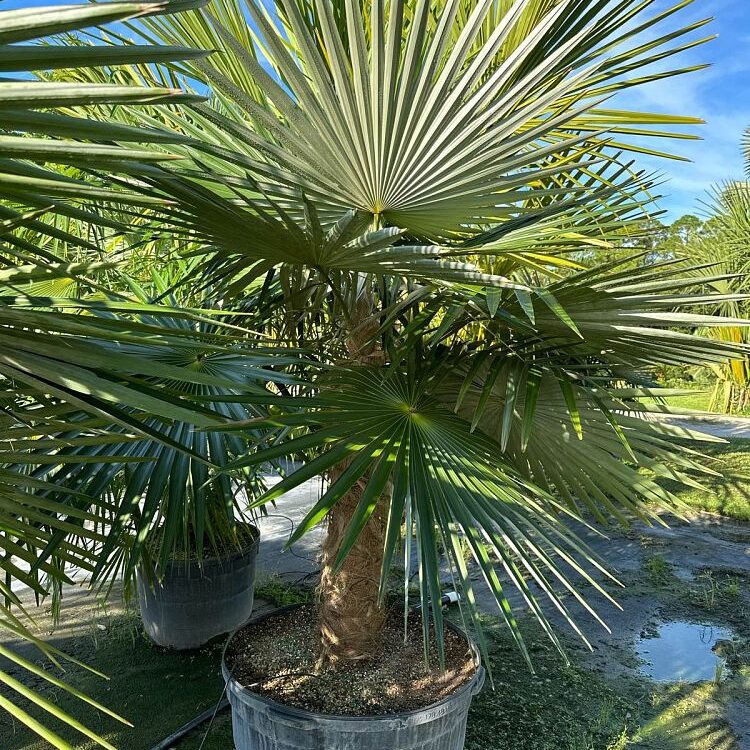 Coccothrinax crinita brevicrinis Short Hair Old Man Palm