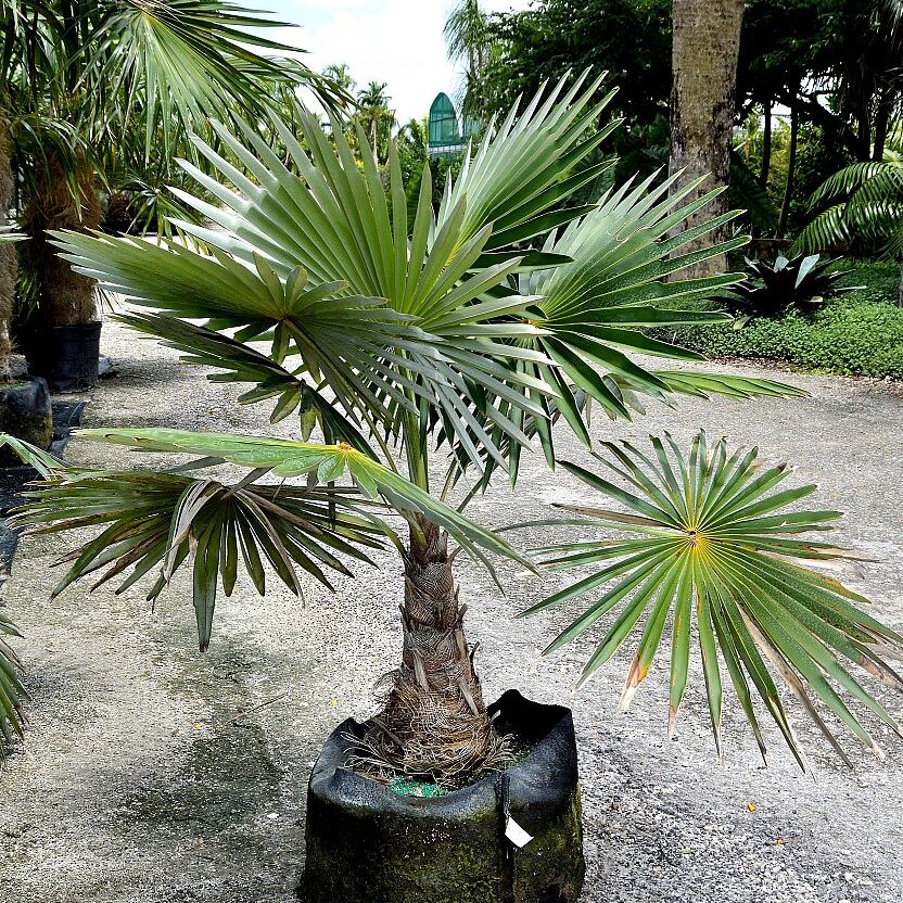 Coccothrinax miraguama Palm