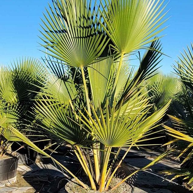 Copernicia baileyana Bailey Palm