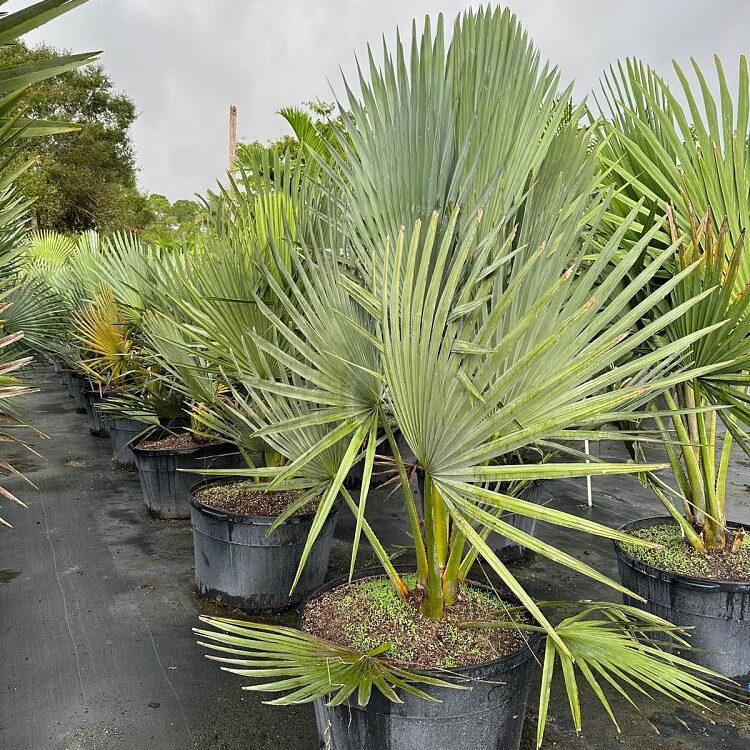 Copernicia fallaense Palm