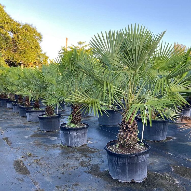 Copernicia prunifera Carnauba Palm